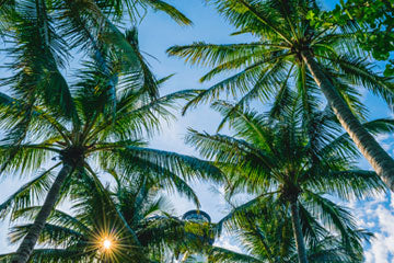 The Sustainable Choice: BBQ Briquettes Made from Coconut Shells